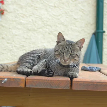 Hochfelner-prutti - Stockerhof *