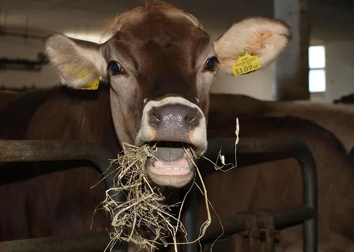 Bauernhof Hochfelner-prutti - Stockerhof Sankt Marein bei Knittelfeld